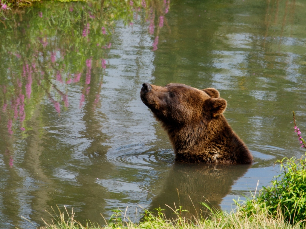 Большой бурый медведь плавает в воде