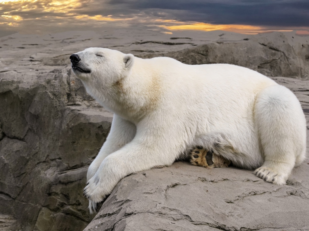 Большой белый медведь спит на камне