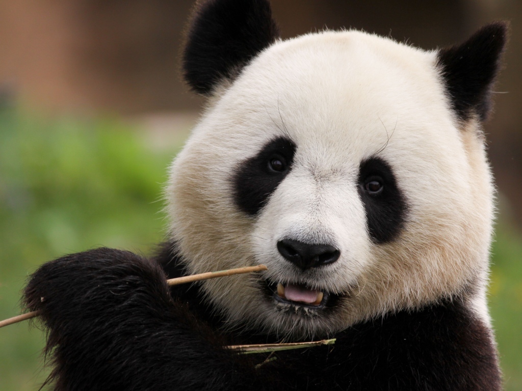 Большая панда грызет ветку бамбука