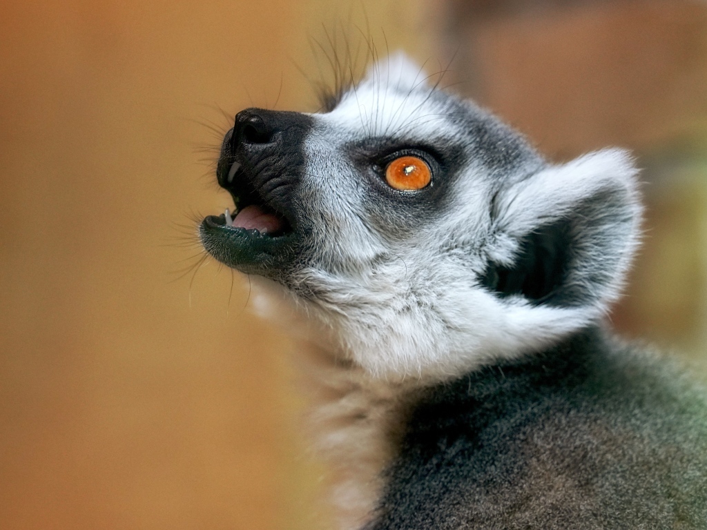 Голова лемура с желтыми глазами
