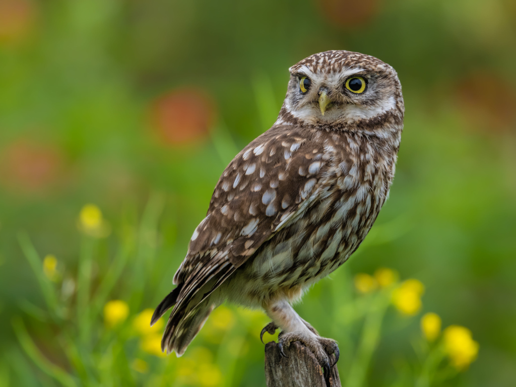 Красивая большая сова с желтыми глазами сидит на дереве