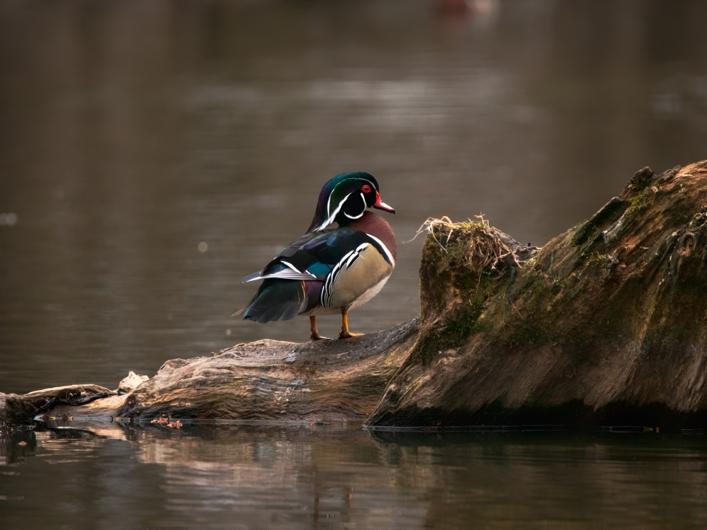 Красивая утка сидит на коряге в воде