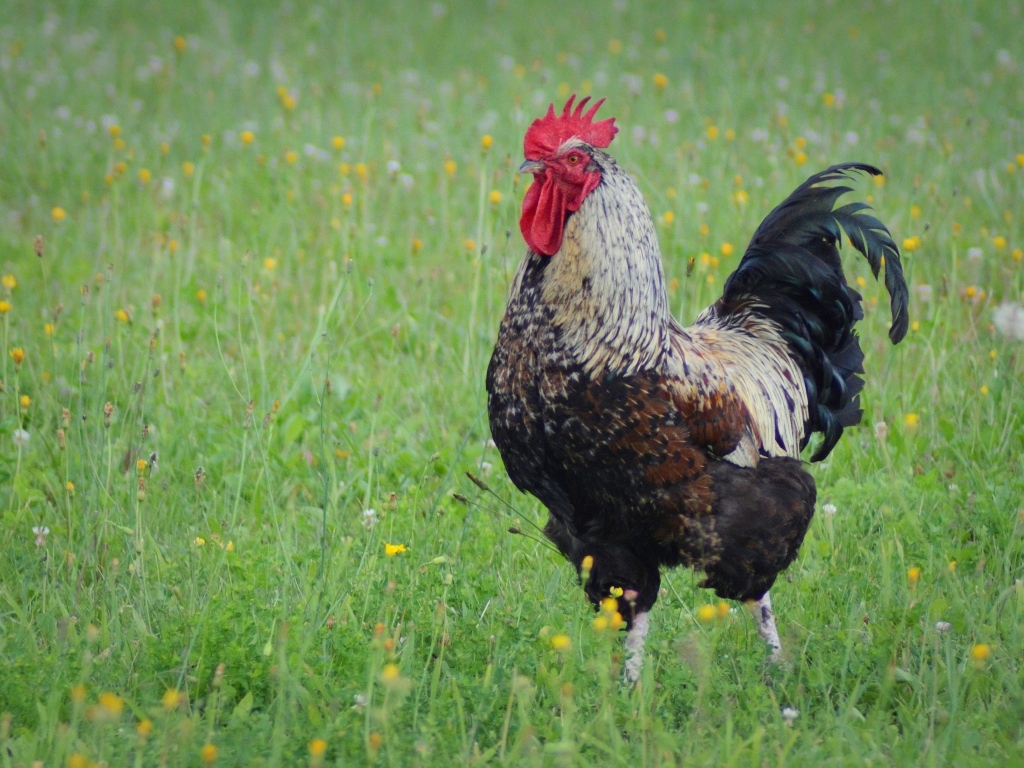 Большой петух стоит на зеленой траве