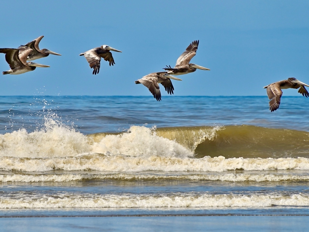 Стая пеликанов летит над морскими волнами