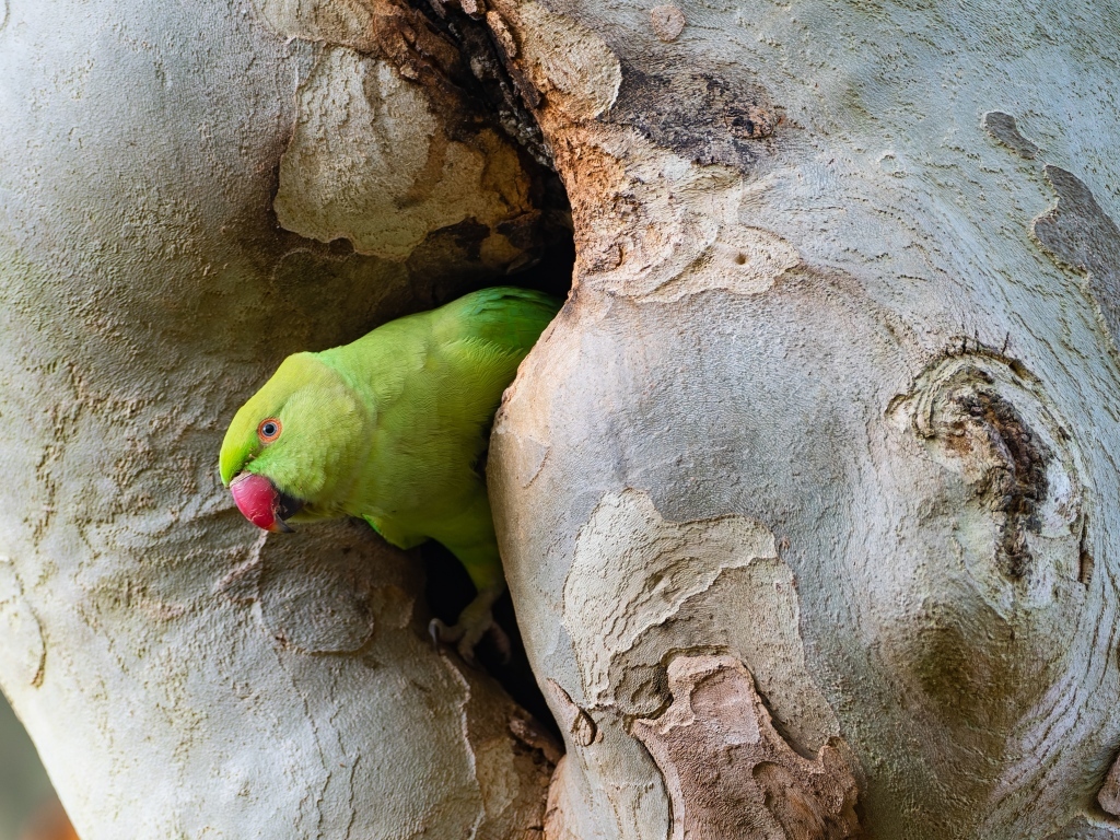 Зеленый попугай сидит в дупле дерева