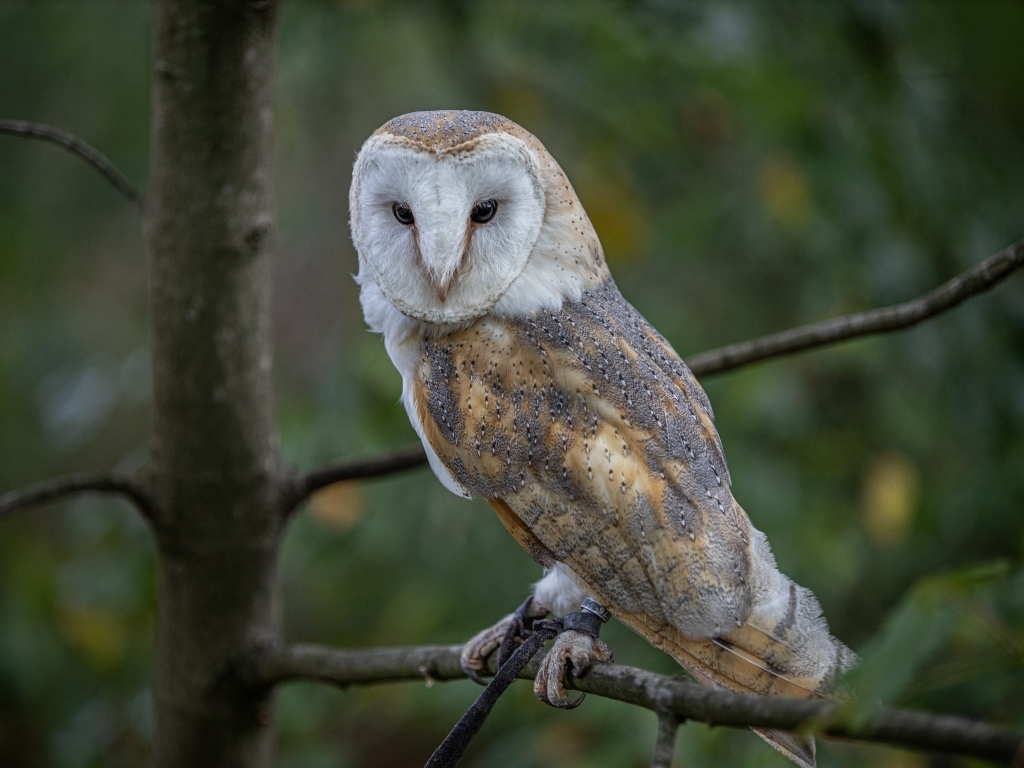 Большая сова сидит на ветке в лесу