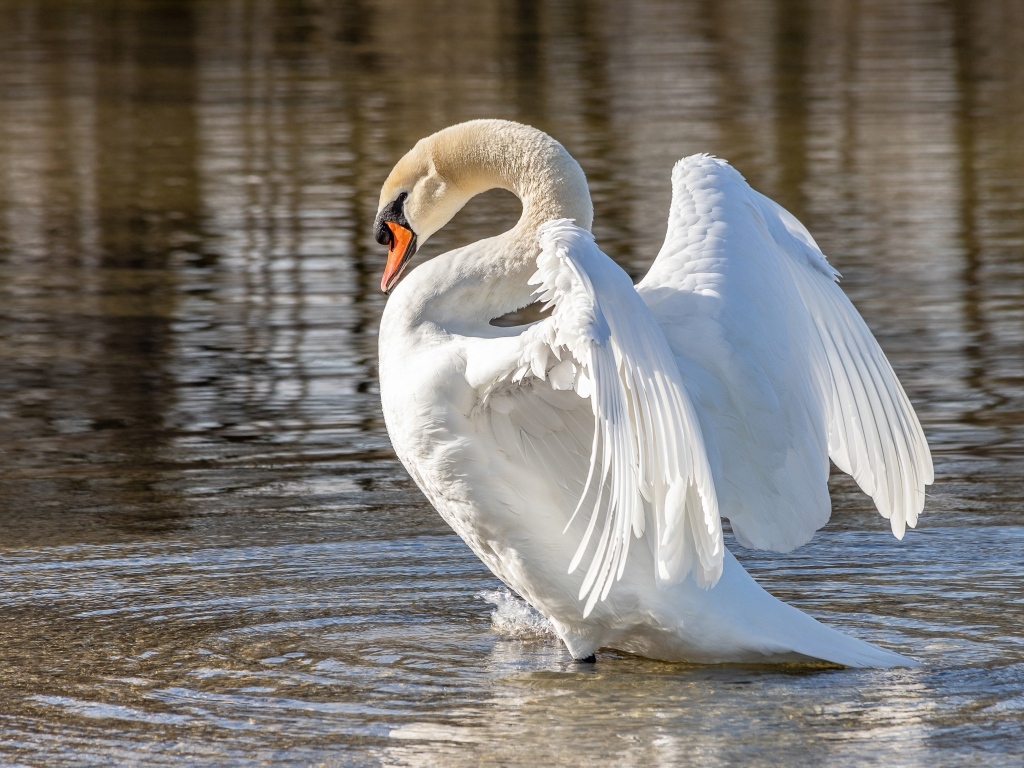 Красивый большой белый лебедь расправил крылья в воде