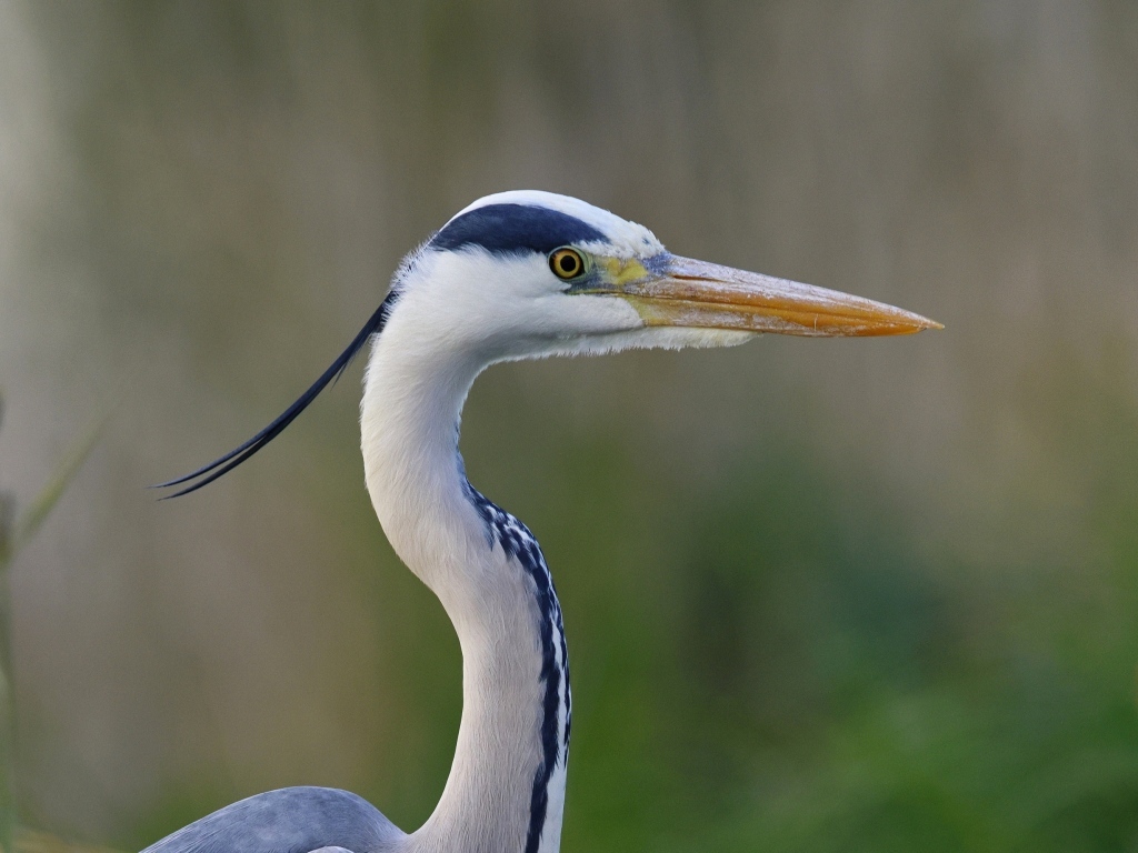 Красивая цапля с острым клювом