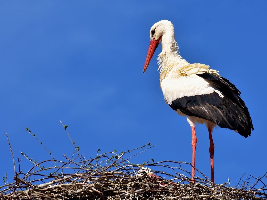 Красивый аист в гнезде на голубом фоне