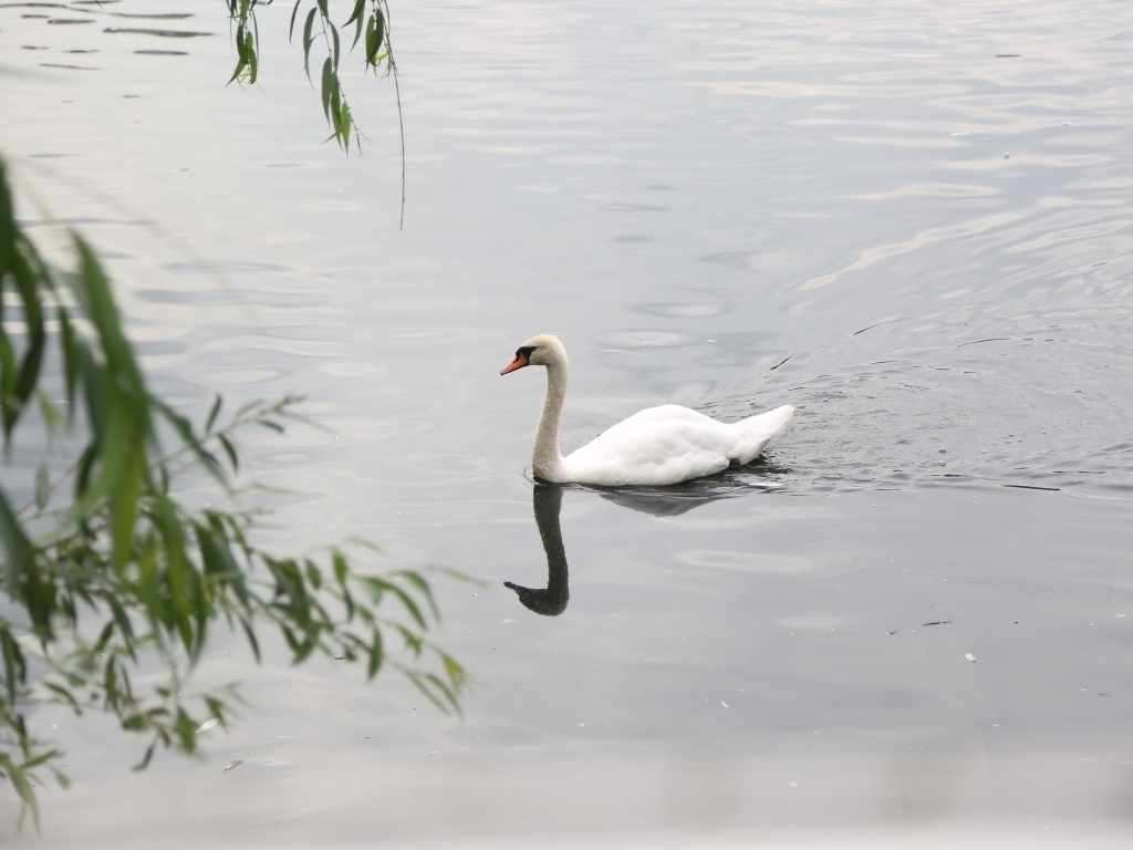 Красивый белый лебедь плавает в воде