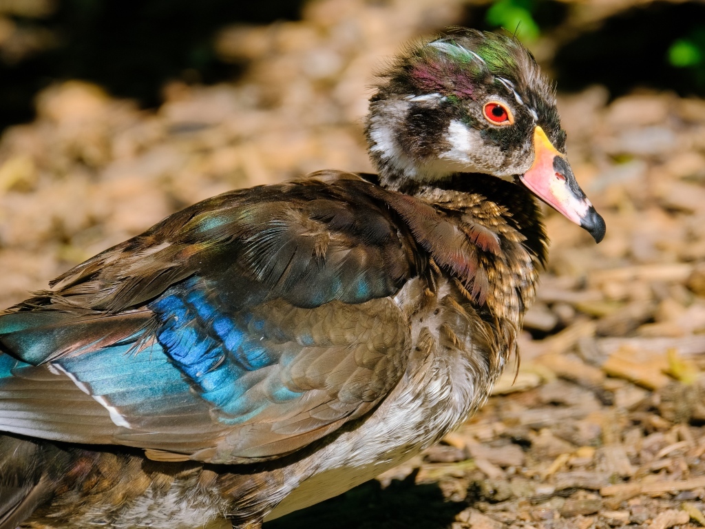 Красивая дикая утка 