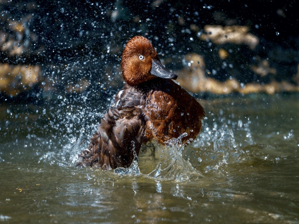 Большая коричневая утка купается в воде