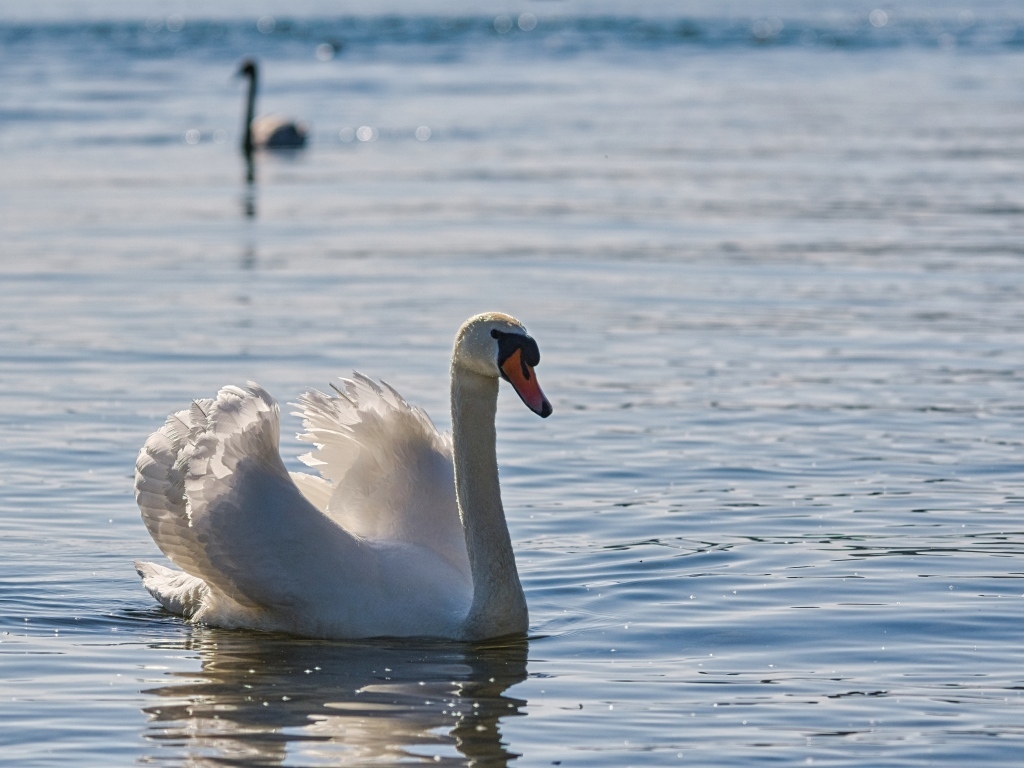 Большой белый лебедь плавает в воде