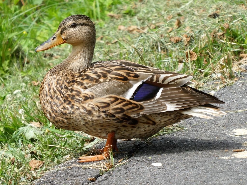 Большая дикая серая утка у травы