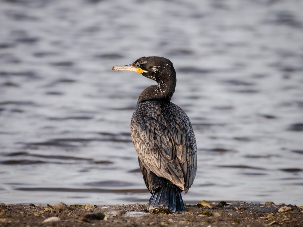 Черный баклан стоит у воды