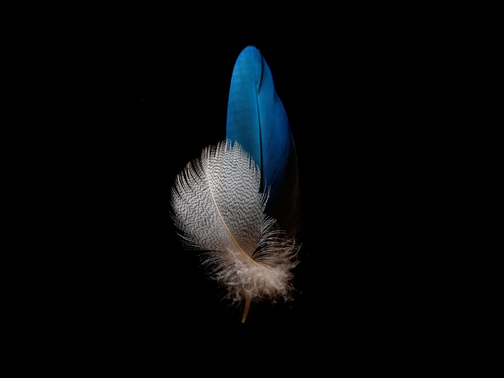 Голубое и белое перо на черном фоне