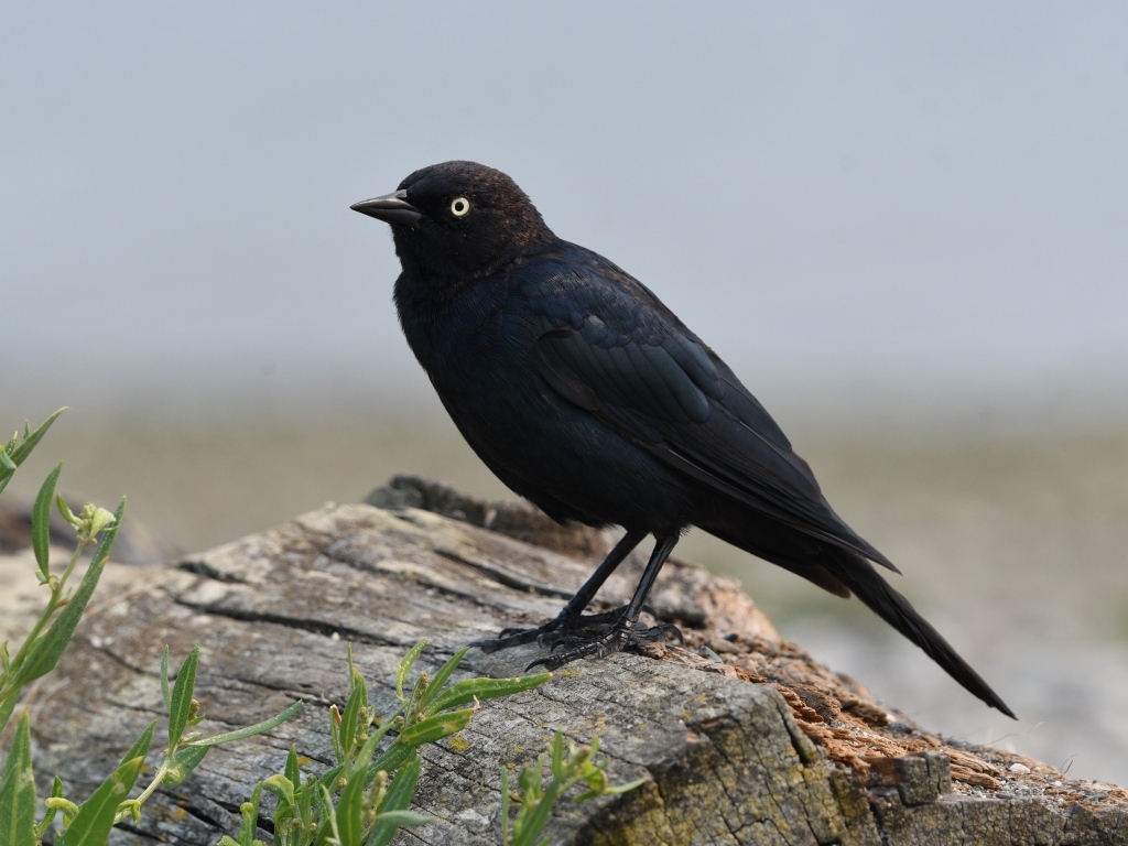 Блестящий малый трупиал