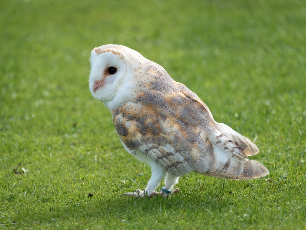 Коричневая сова на зеленой траве