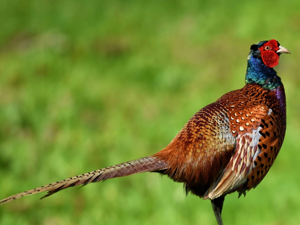 Коричневый фазан крупным планом