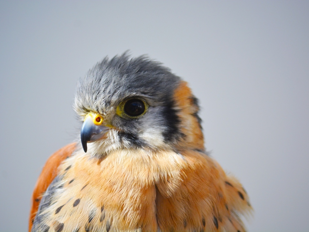 Голова сокола на сером фоне