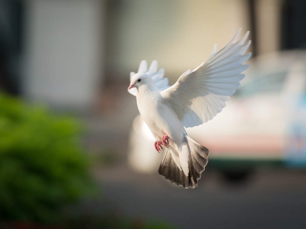 Полет красивого белого голубя