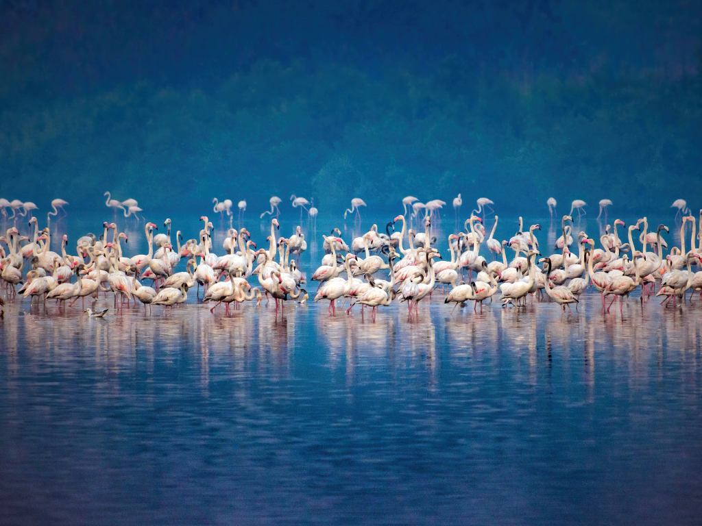 Стая розовых фламинго в воде