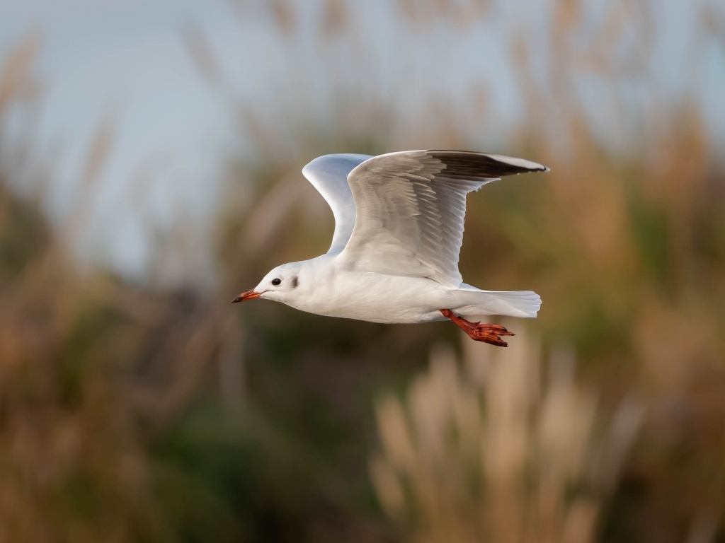 Полет белой чайки в воздухе