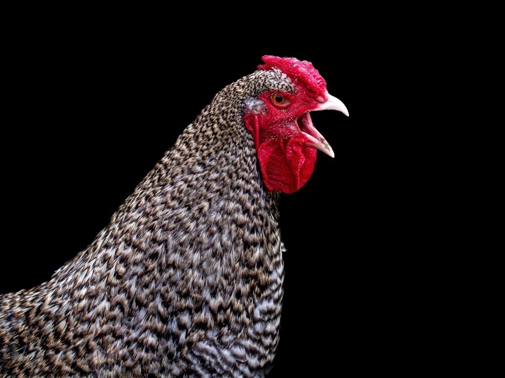 Серая домашняя курица на черном фоне