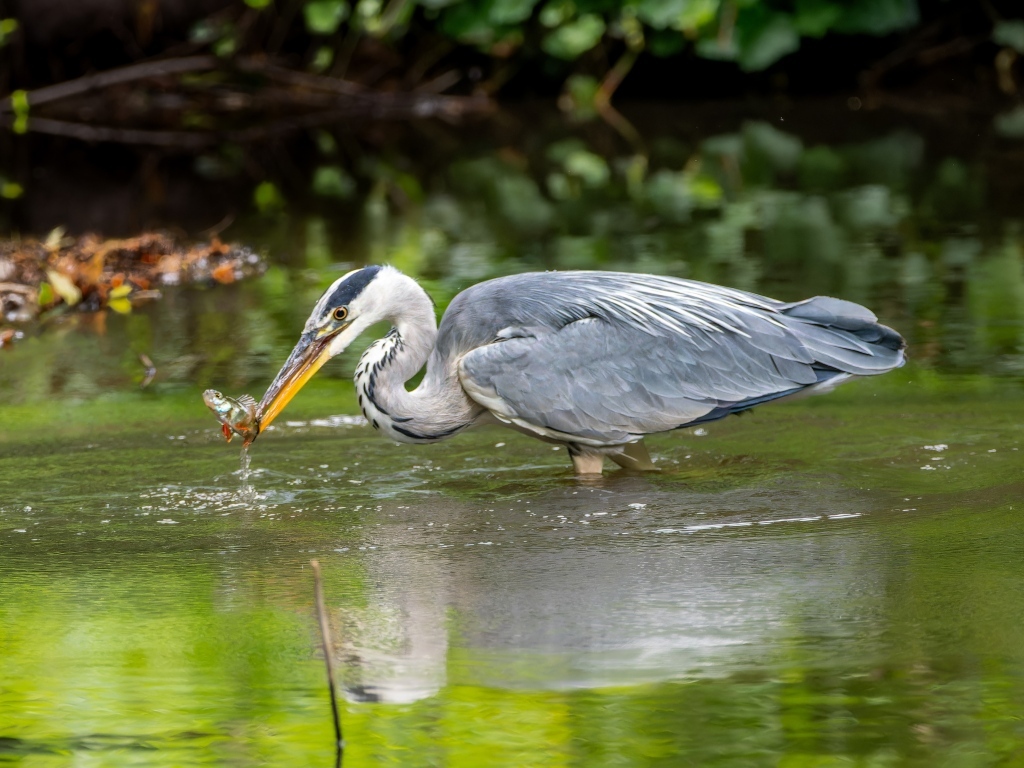 Серая цапля ловит рыбу в пруду