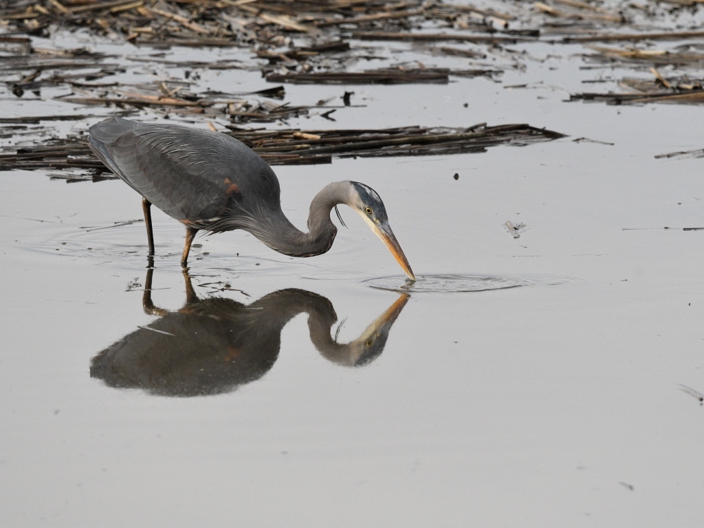 Серая цапля охотится в воде