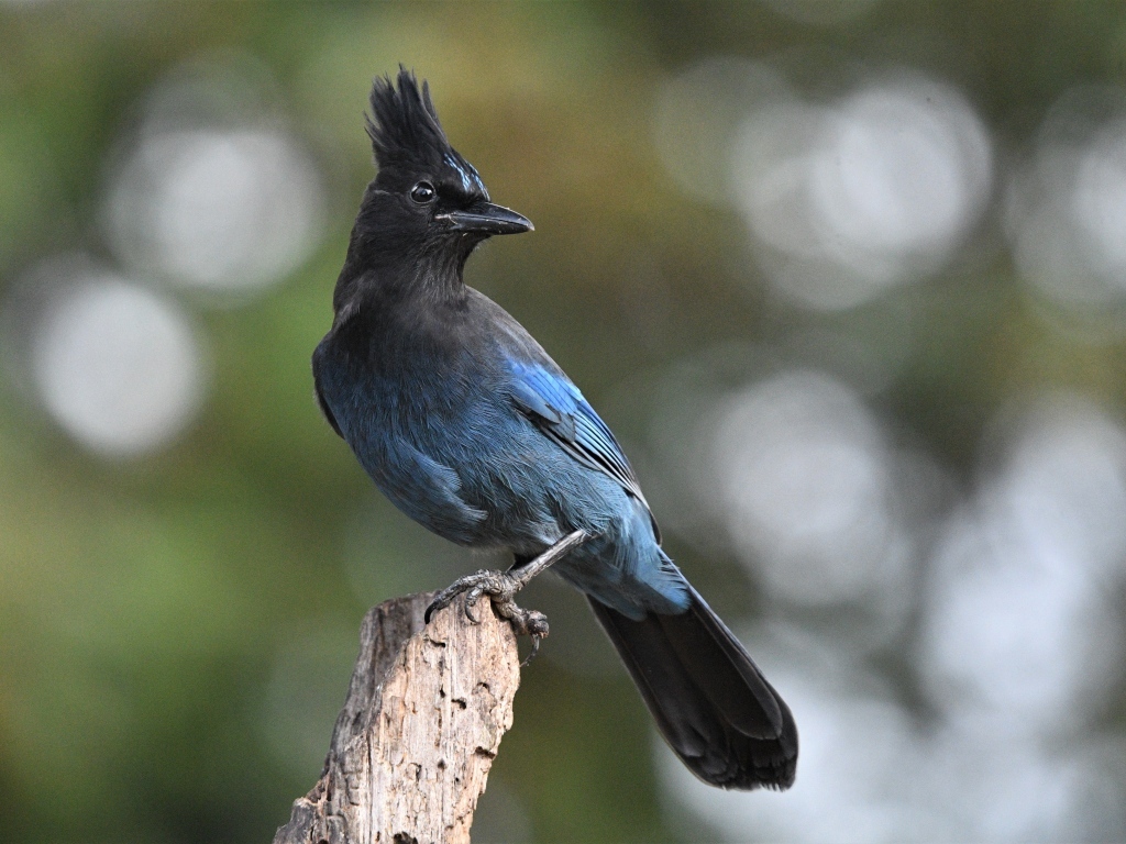Большая стеллерова сойка крупным планом