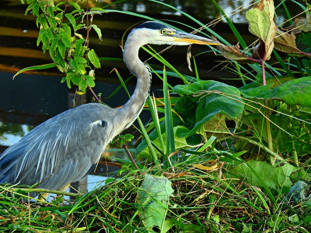 Большая серая цапля в зеленой траве