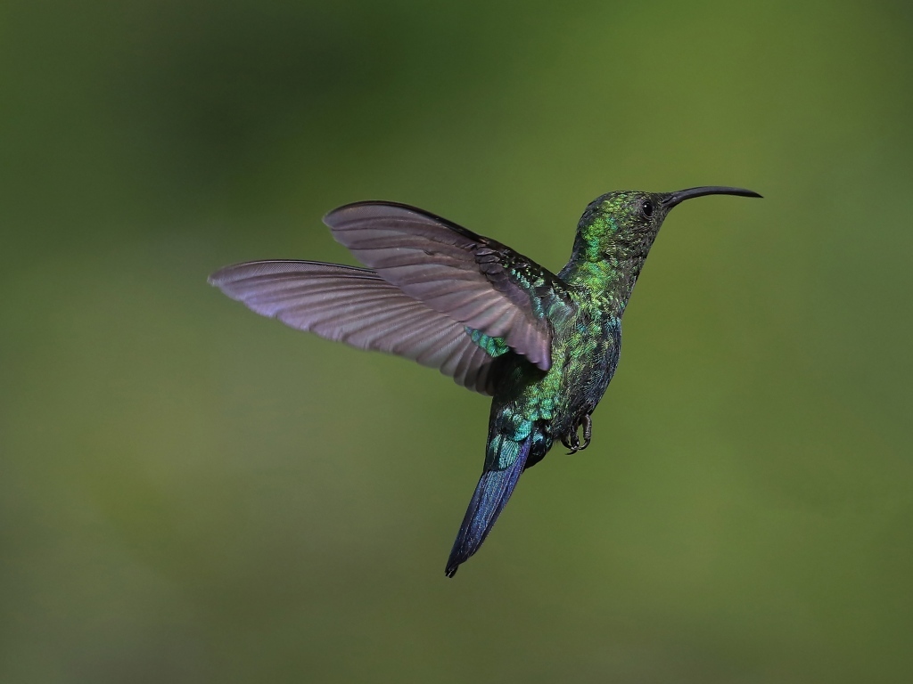 Зеленая птица колибри крупным планом
