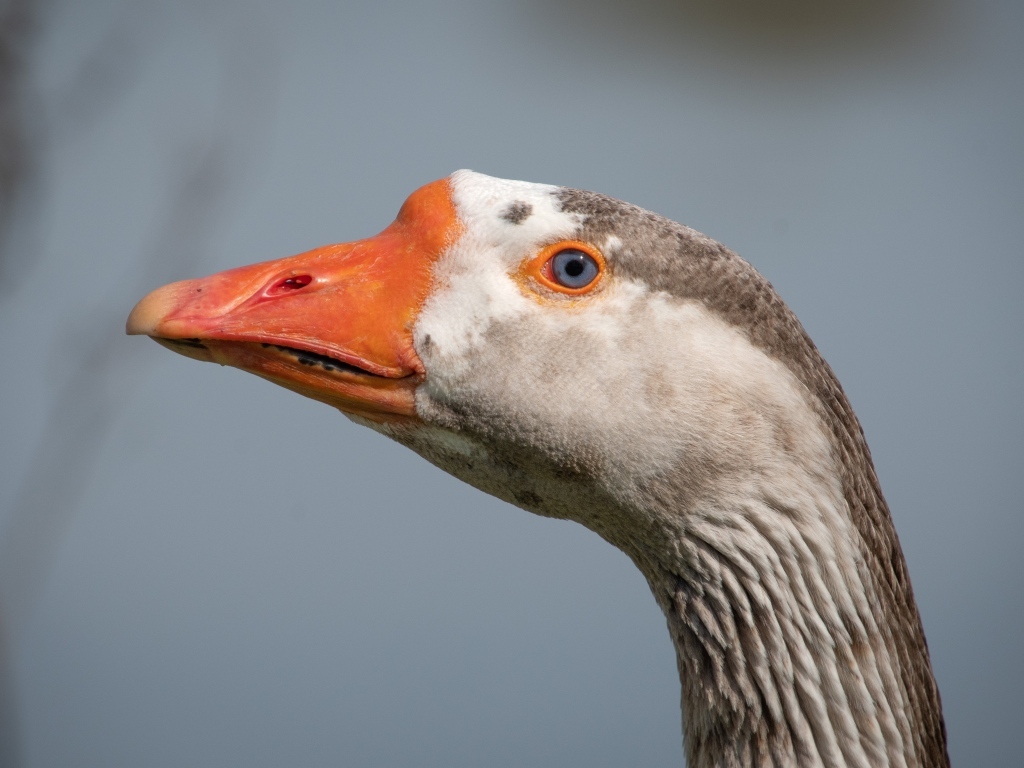 Голова домашнего гуся с голубыми глазами
