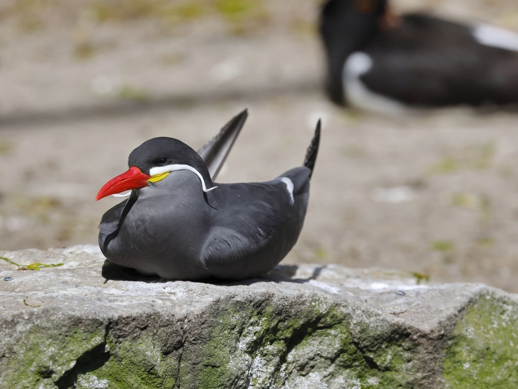 Птица крачка инков лежит  на камне