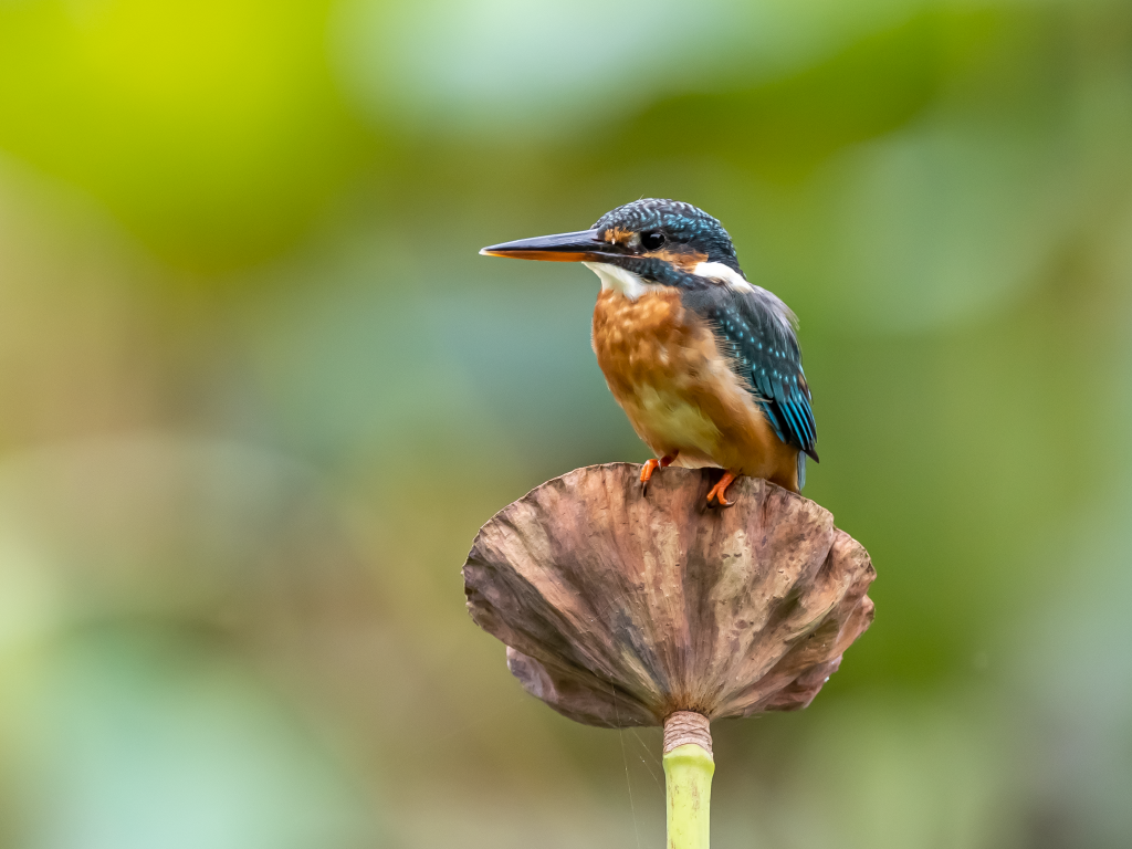 Птица зимородок сидит на растении