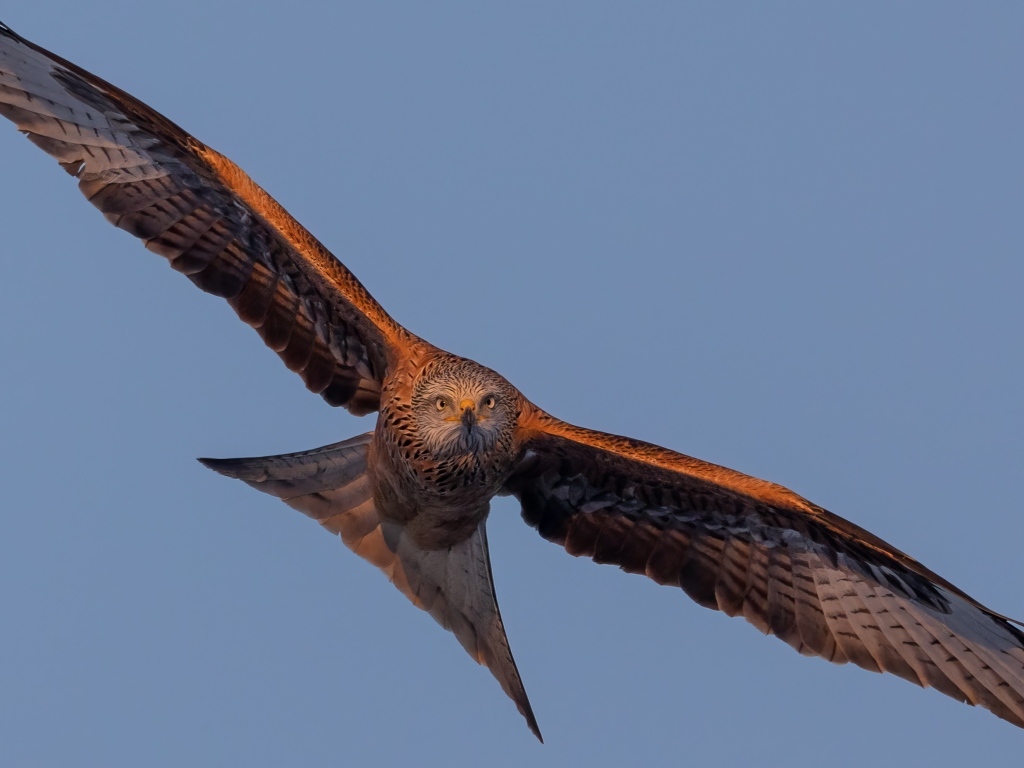 Большой хищный коршун в небе