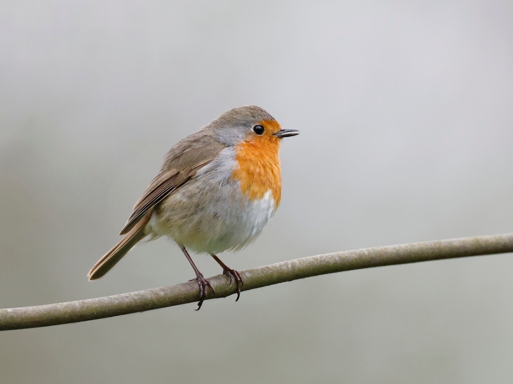 Маленькая европейская малиновка сидит на ветке