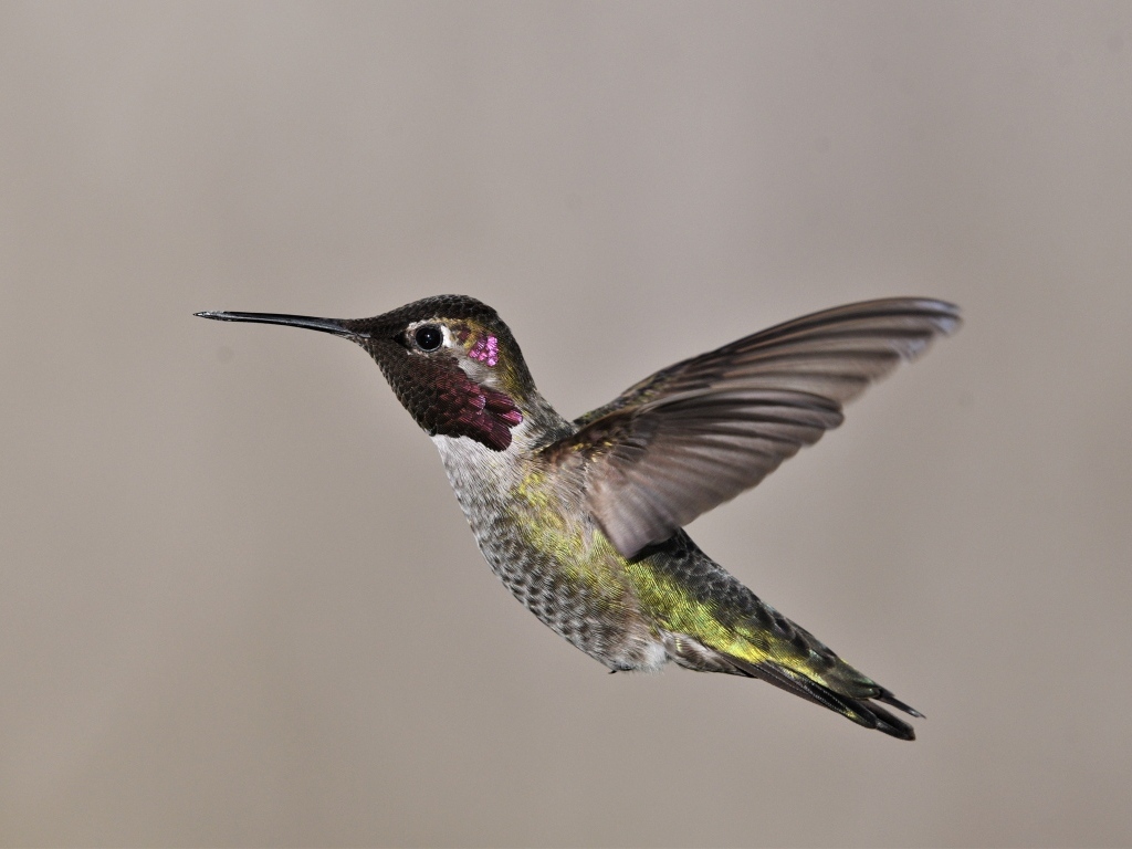 Маленькая птица колибри крупным планом