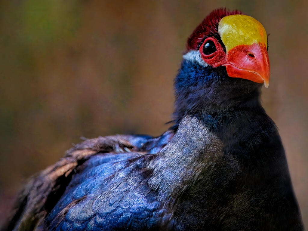 Маленькая птица фиолетовый турако