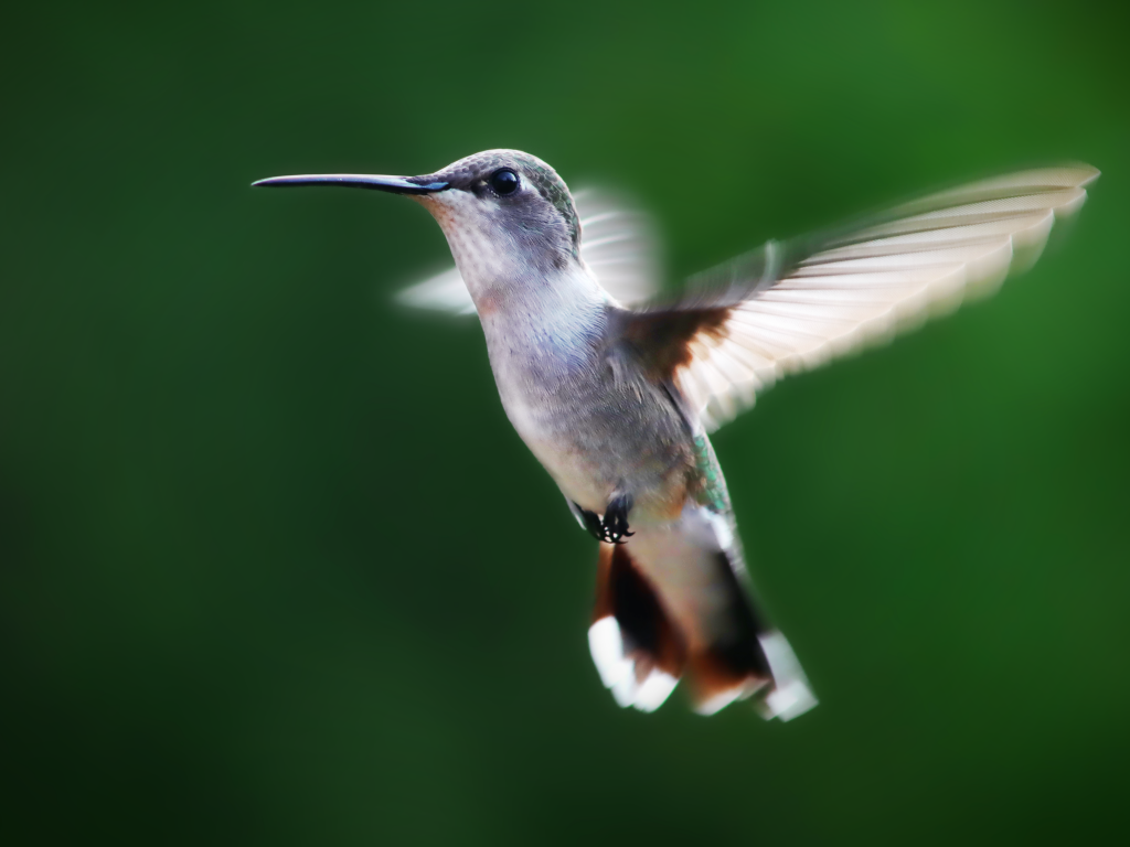 Маленькая птичка колибри на зеленом фоне