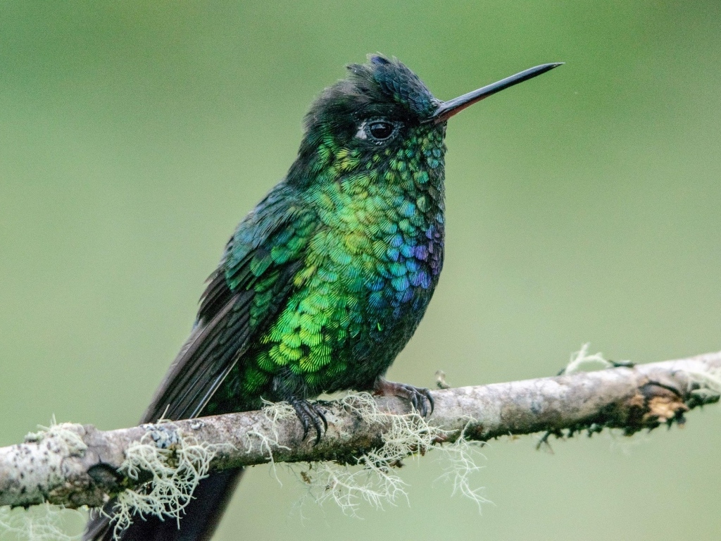 Маленькая птица зимородок на ветке