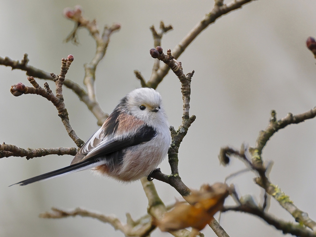 Маленькая  длиннохвостая синица сидит на ветке дерева
