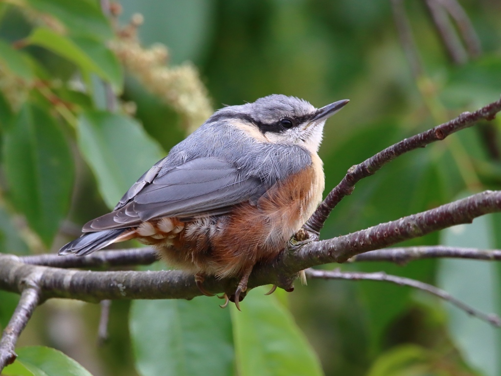 Маленькая птичка поползень сидит на ветке