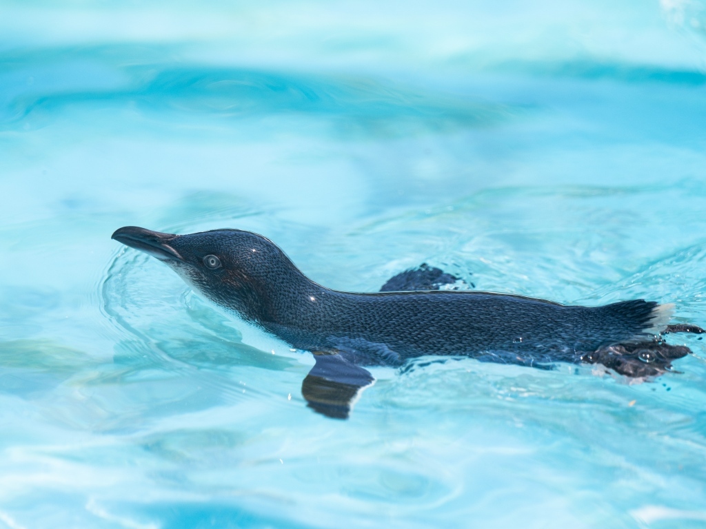 Маленький пингвин плавает в бассейне