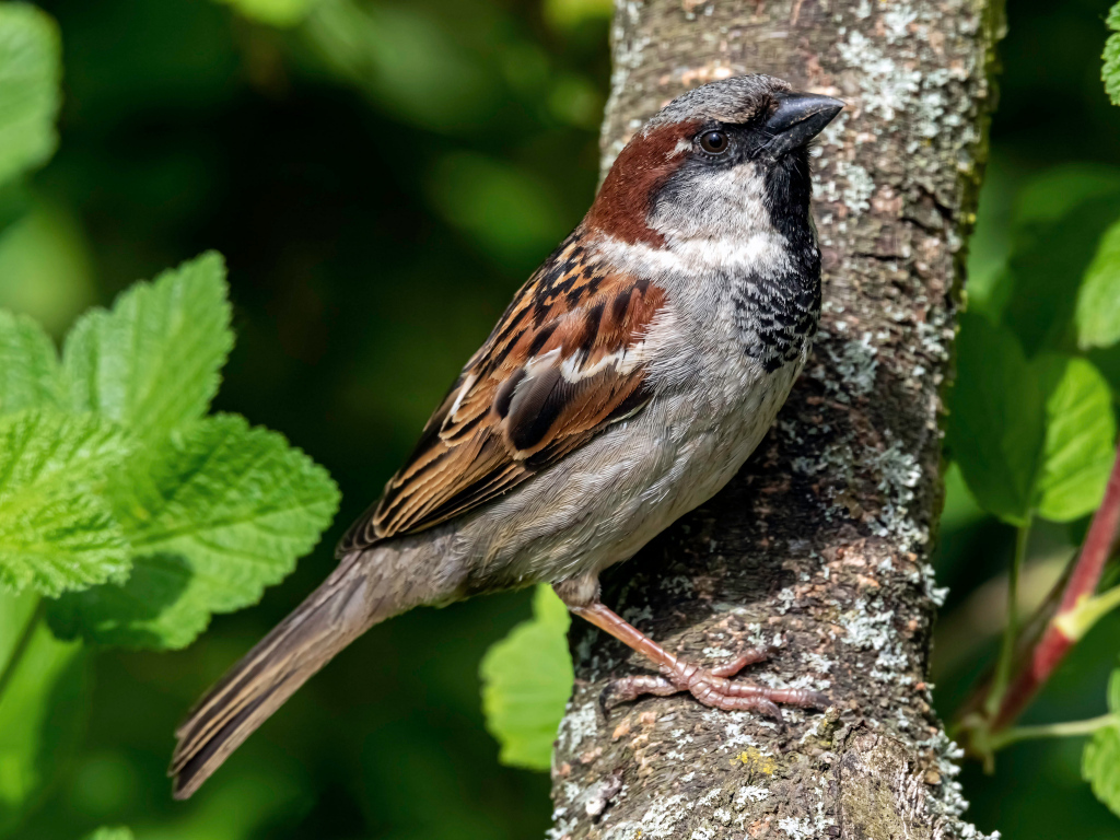 Маленький воробей сидит на дереве