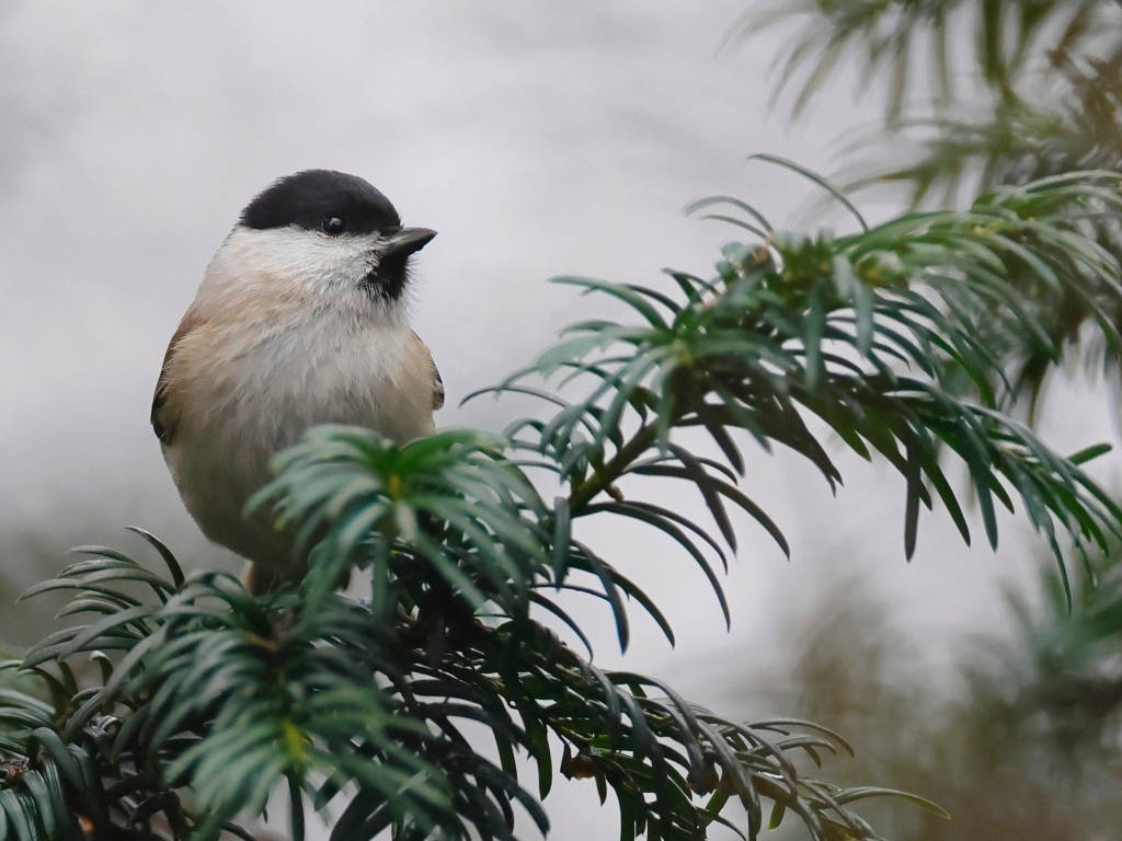 Маленькая синица сидит на ветке