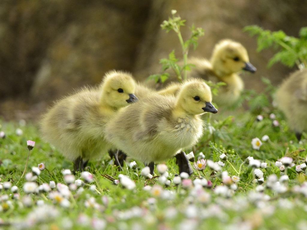 Маленькие желтые утята на траве с цветами
