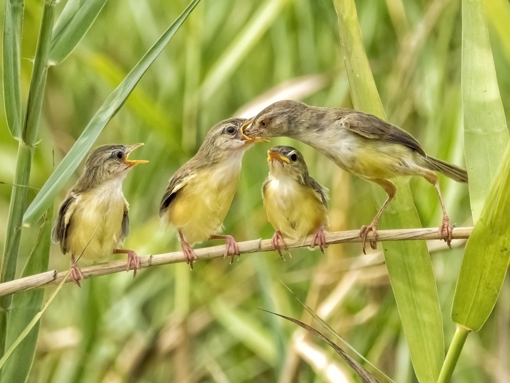 Мама кормит птенцов в камышах