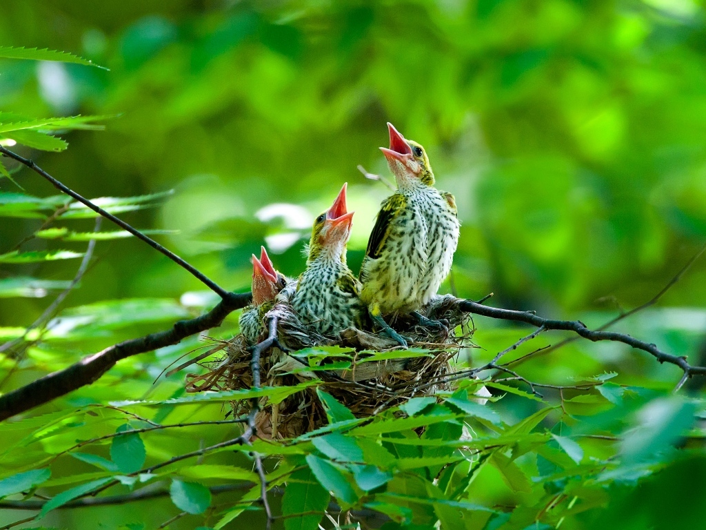 Птенцы иволги в гнезде